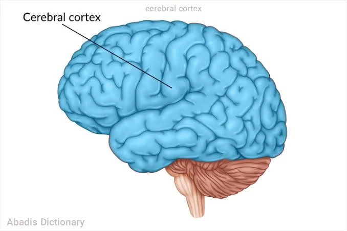 cerebral cortex